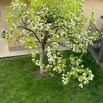 Apartman- *