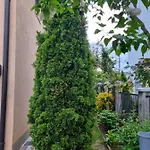 Apartman- *